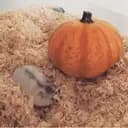 [hamsterwille]